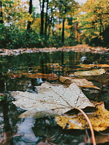 bokeh photography of a dried leaf on a body of water thumbnail