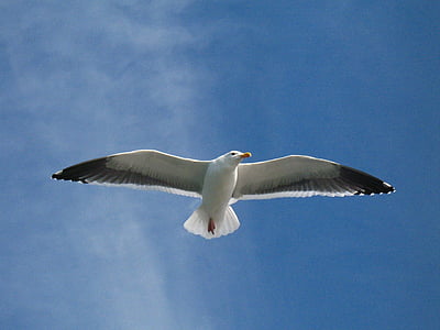 low angle photography white bird on sky thumbnail