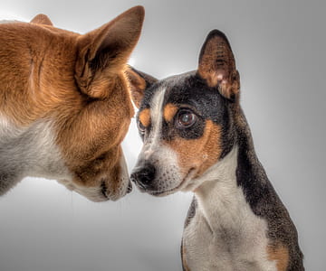 two short-coated black and brown dogs facing each other thumbnail