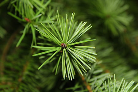 closeup photo of green leaves thumbnail