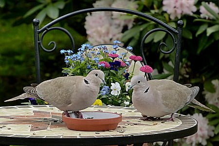 two birds on table thumbnail