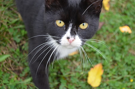 selective focus photo of black and white cat thumbnail