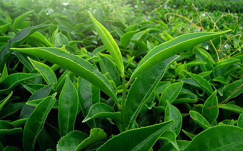 green leaf plant thumbnail