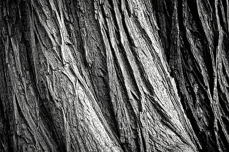 closeup photo of gray tree trunk thumbnail