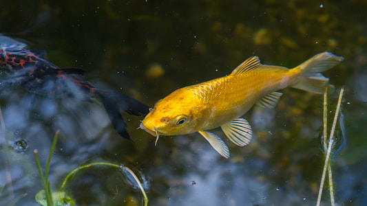 yellow koi fish thumbnail