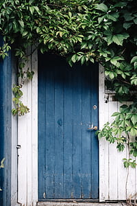 green leaf vine plant in front of blue wooden door thumbnail
