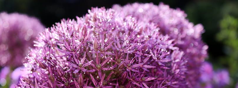 purple allium flowers close-up photography thumbnail