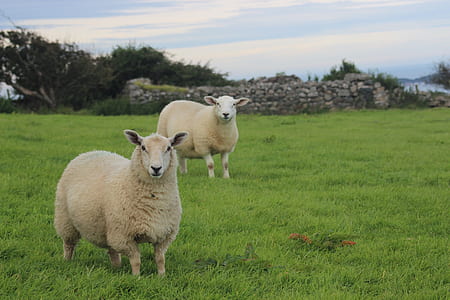 wildlife photo of lambs on grass field thumbnail