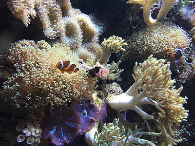 clown fish on sea anemone thumbnail