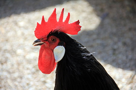 black and red roster close-up photo thumbnail