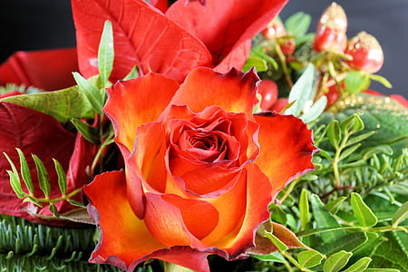 red and yellow rose closeup photo thumbnail