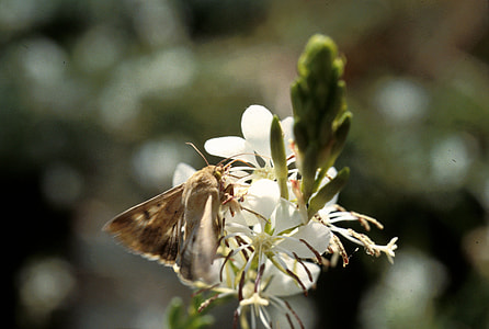 Adult corn earworm - Helicoverpa zea thumbnail