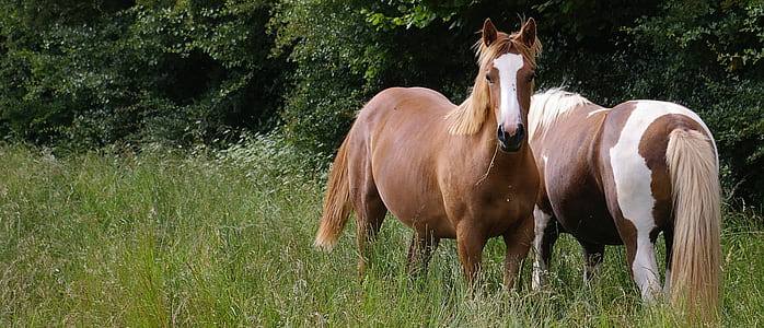 two brown horse standing on green grass field thumbnail