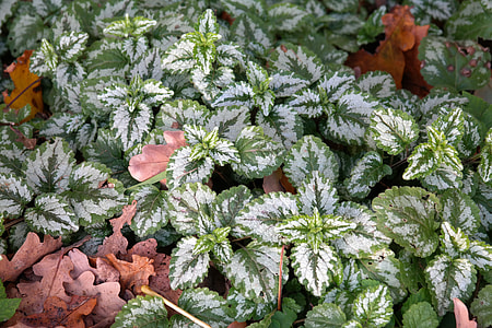 Ground Cover, Ordinary Goldnessel thumbnail