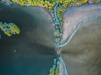 birds eye view of trees between body of water thumbnail