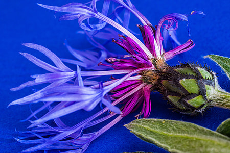 Centaurea Montana, Mountain Crumpled thumbnail