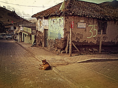 dog sits on floor beside house thumbnail
