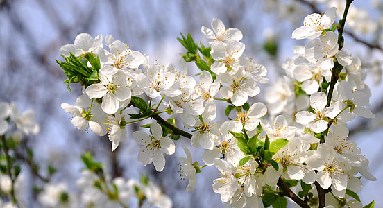 shallow focus photo of white blossom flower thumbnail