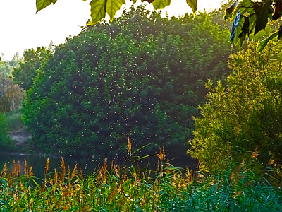 green tree during daytime thumbnail