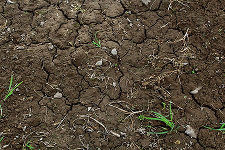 Green Grass on Dry Brown Soil thumbnail