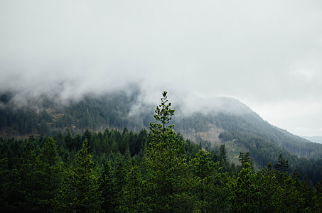 landmark mountain with green leafed trees during daytime thumbnail