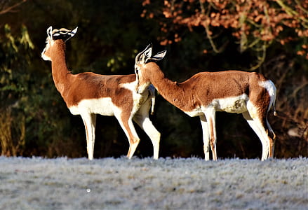 two brown deers surrounded by white grass thumbnail