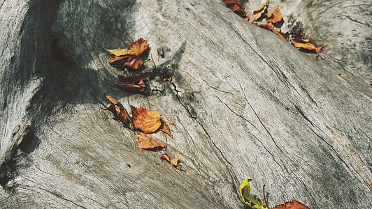 brown, gray, leaves, orange thumbnail