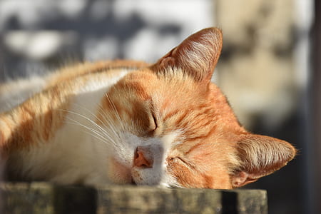 shallow focus photography of brown and white cat thumbnail