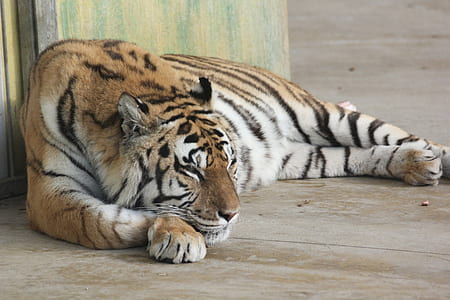 brown and black tiger lying on ground thumbnail