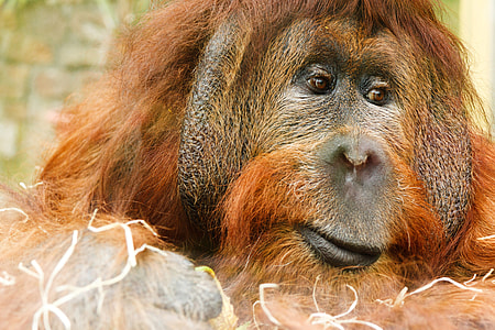 Orangutan great ape thumbnail