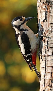 closeup photo of black and white bird thumbnail