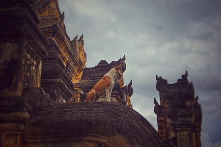 adult tan and white basenji on the building photography thumbnail