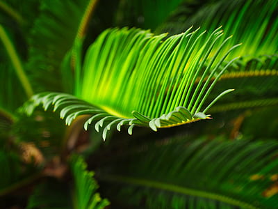 selective focus photography of green fern plant thumbnail
