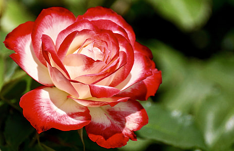 macro view of white-and-red flower thumbnail