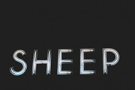 black background with sheep text overlay thumbnail