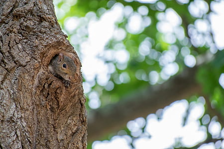 gray squirrel on tree during daytime thumbnail