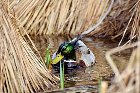mallard duck on water surrounded with dried plants thumbnail
