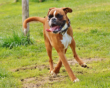 short-coated brown and white dog thumbnail