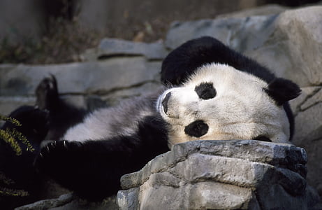 panda lying on stone thumbnail