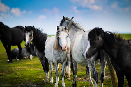 five black and white horse on the field during daytime thumbnail
