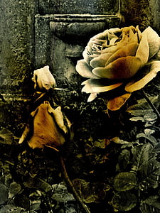 painting of white roses thumbnail