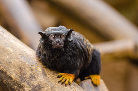 black and brown primate on brown wooden wood thumbnail