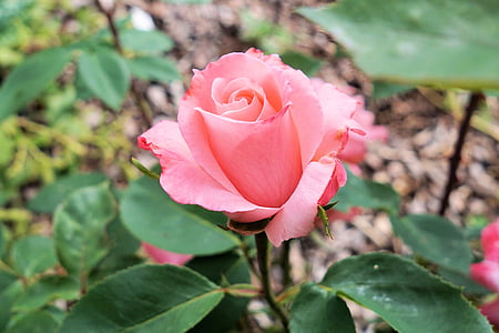 pink rose closeup photography thumbnail