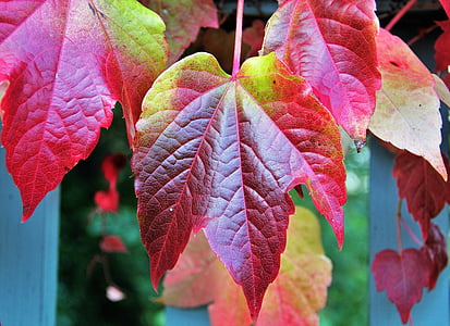 close-up photo of red and green leaf near window thumbnail