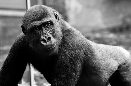 grayscale photography of gorilla thumbnail