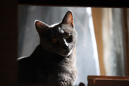 gray-furred cat near white curtain thumbnail