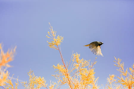 brown and yellow feathered bird flying above yellow flowers thumbnail