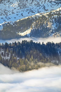 forest covered by snow and fog thumbnail