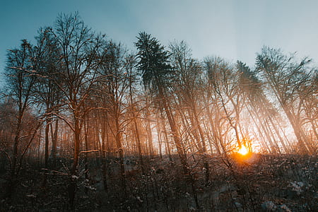 pine tree forest during golden hour thumbnail