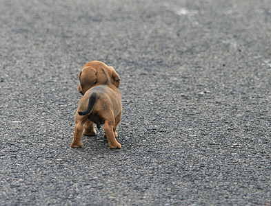small short coated brown puppy standing on ground thumbnail